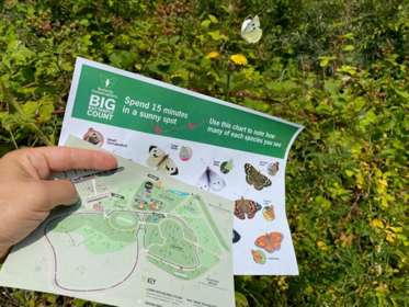 A hand holding a map and a butterfly identification sheet.