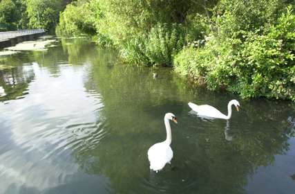 Swans on the River Dour