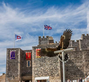 A bird of prey on a wooden perch with Dover Castle in the background.