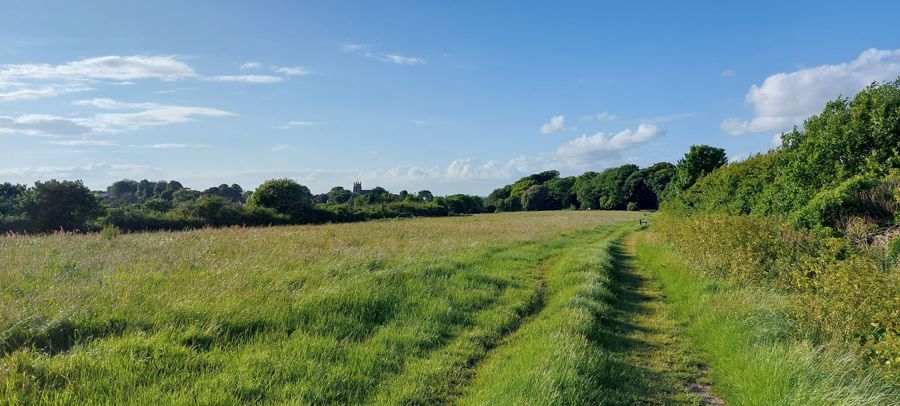 A large grassed area surrounded by trees.