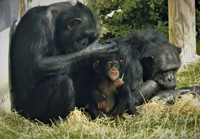 A group of two adult chimpanzees and a baby.