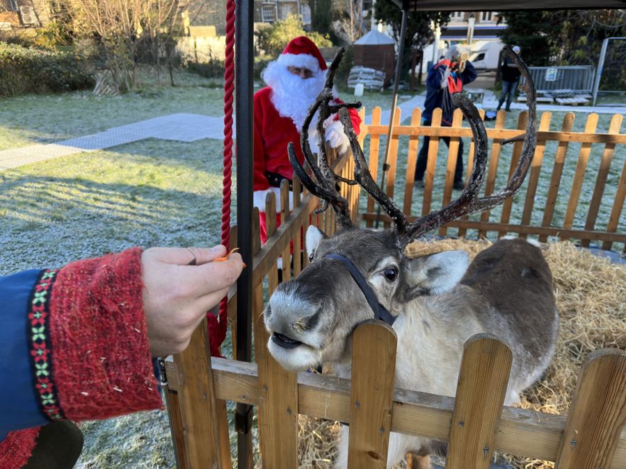 Reindeer in a pen and Father Christmas in the background