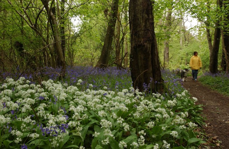 Walking in a bluebell wood with wild garlic in the foreground.