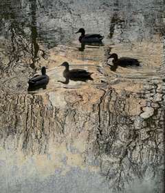 Ducks on water with reflection of trees