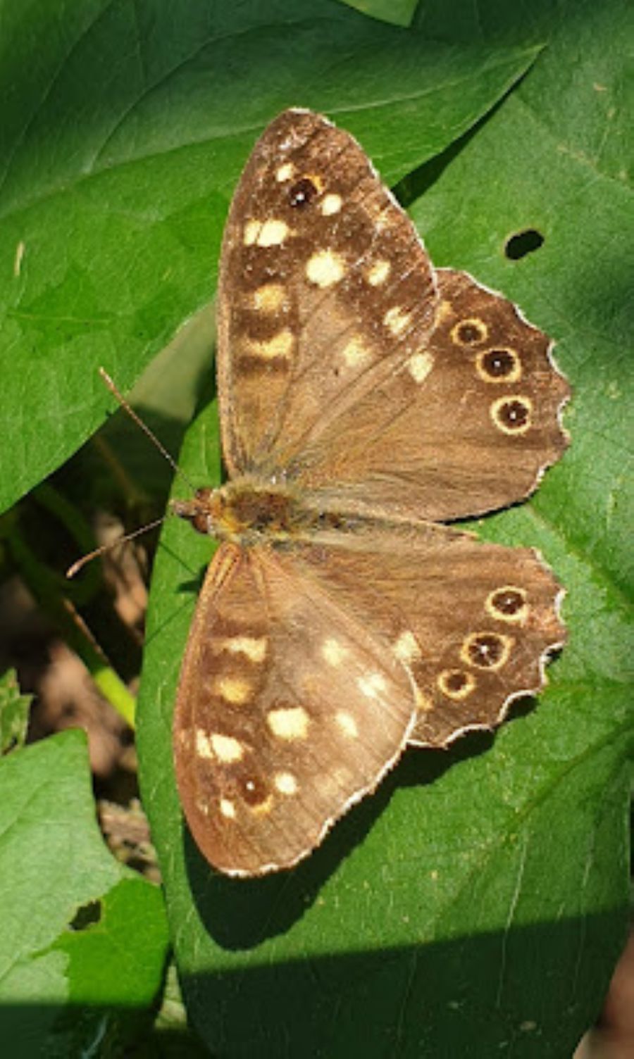 A brown moth sitting on a green leaf.