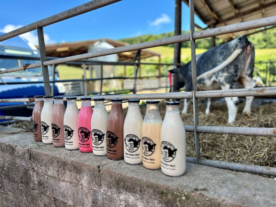 A row of milk bottles filled with different coloured milkshakes 