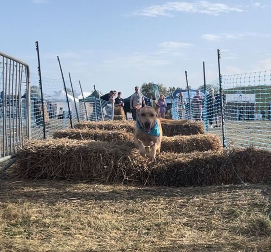 Dog jumping over a row of hay bales