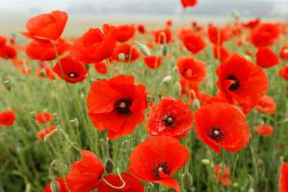 Red poppies in a green field