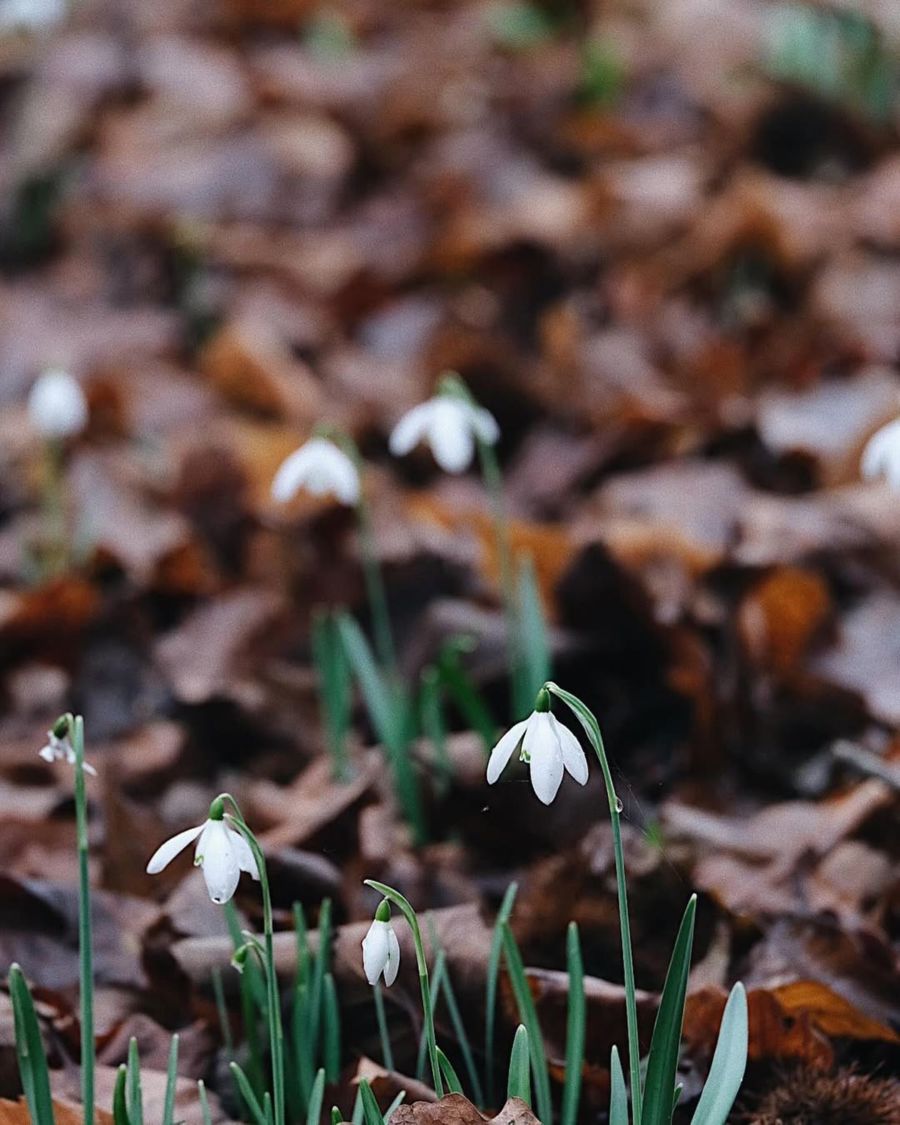 Snowdrops and fallen leaves