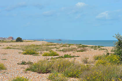 Shingle beach with plants growing and Deal Pier in the far distance